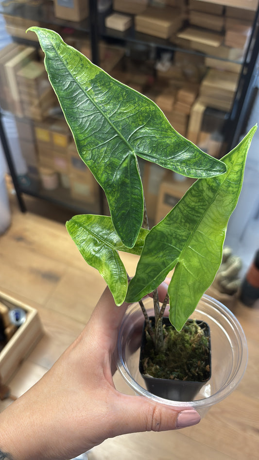 Alocasia Rhizom Reticulata Variegata