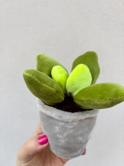 SUKKULENTE | Mini Plüschpflanze