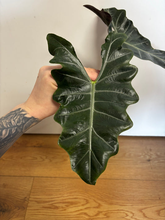 Rhizome d'Alocasia Lailah