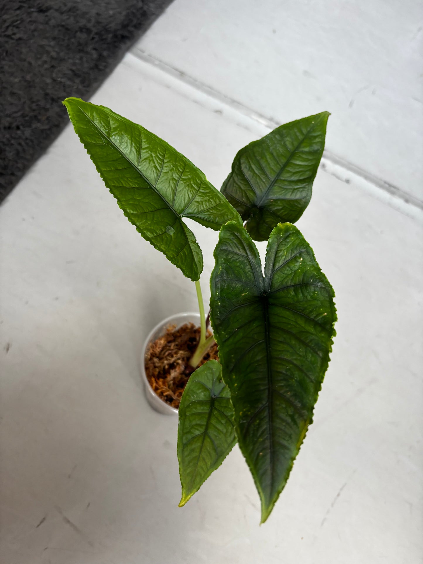 Alocasia Olanii