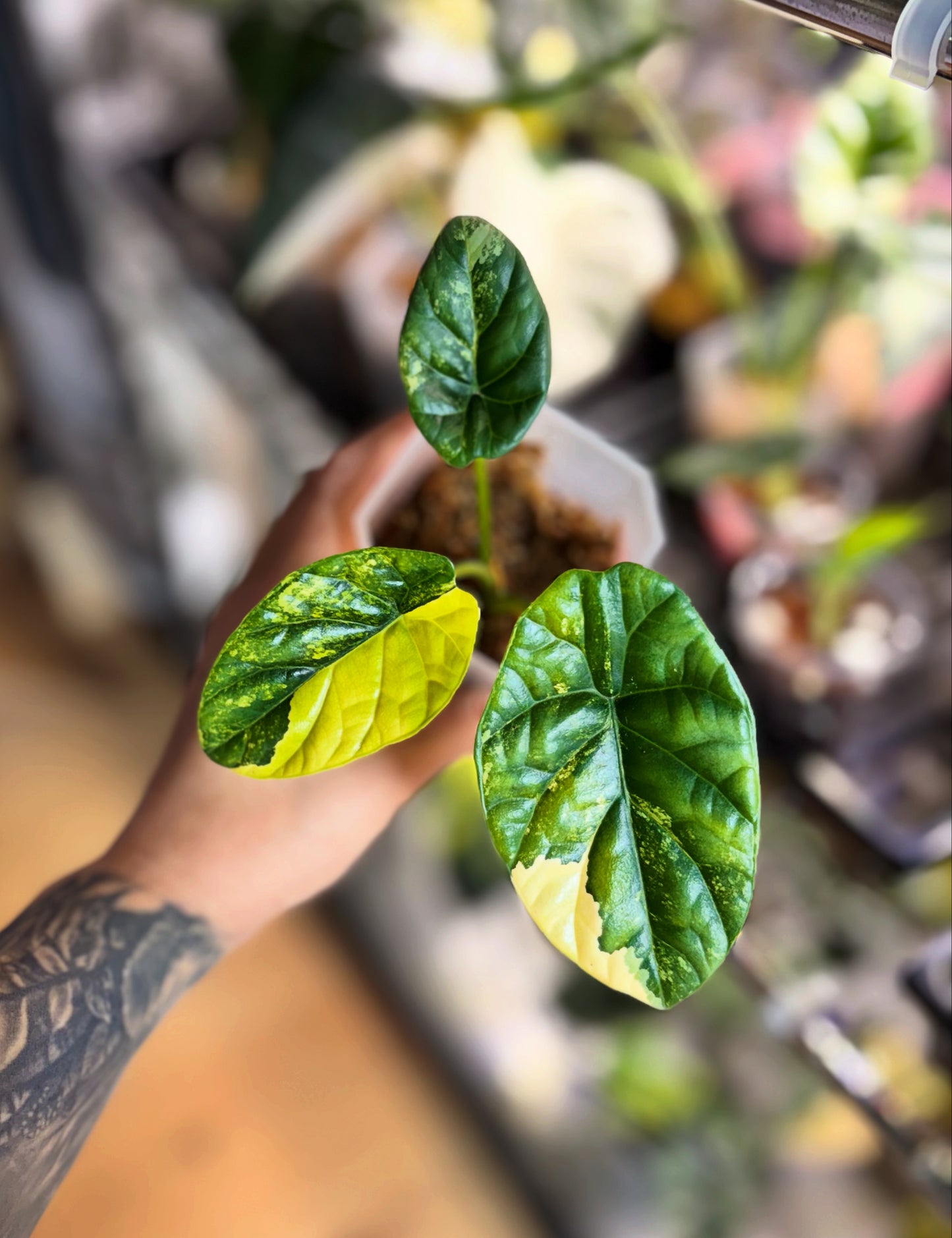 Alocasia Rhizom Sinuata Aurea