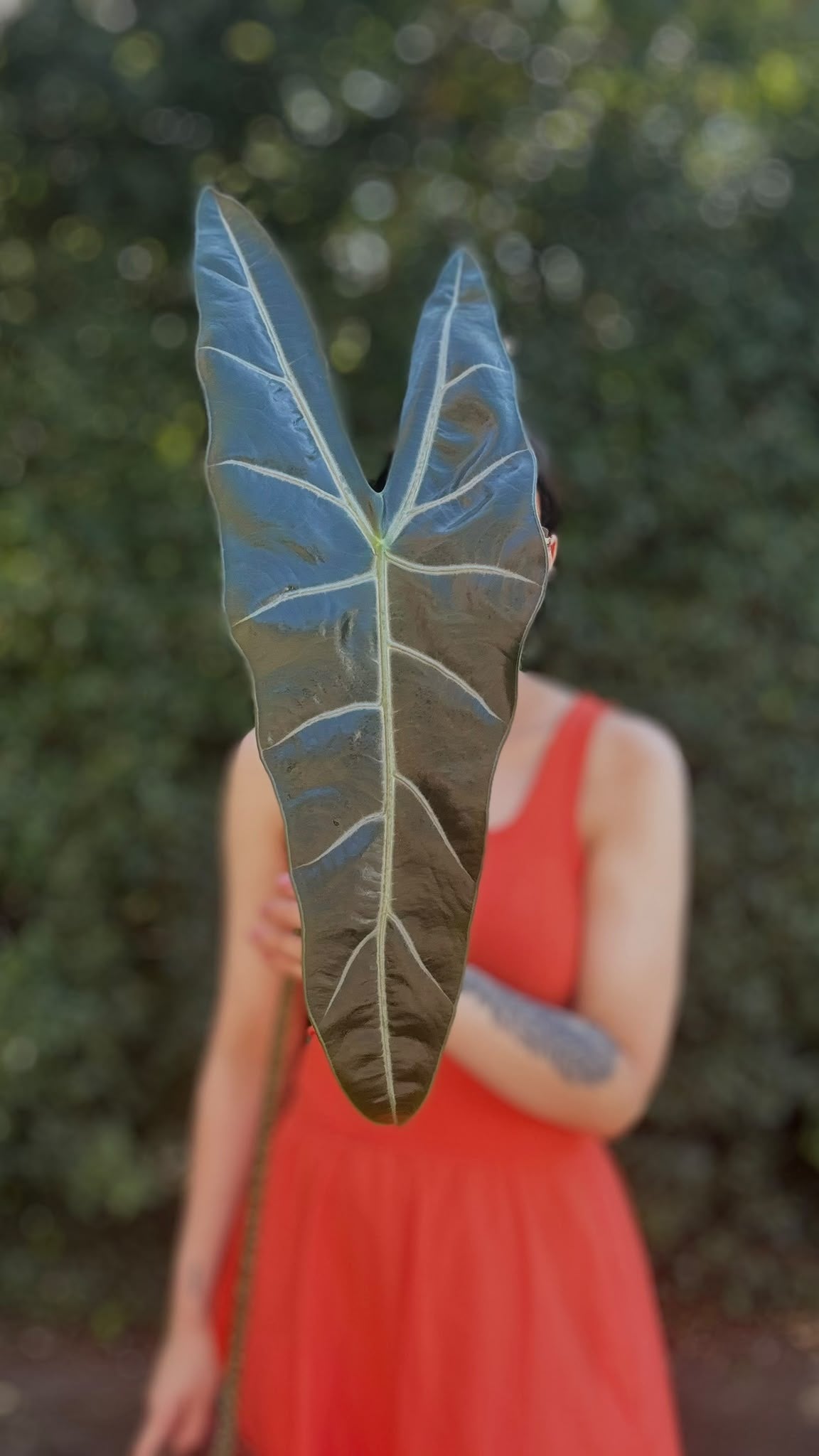 Alocasia Rhizom Longiloba sp Loksado