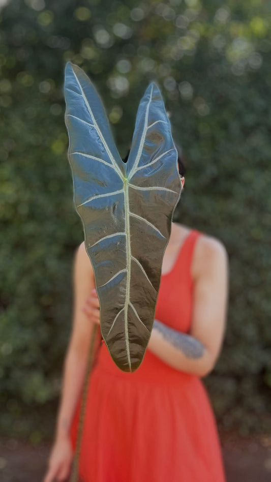 Alocasia Rhizom Longiloba sp Loksado