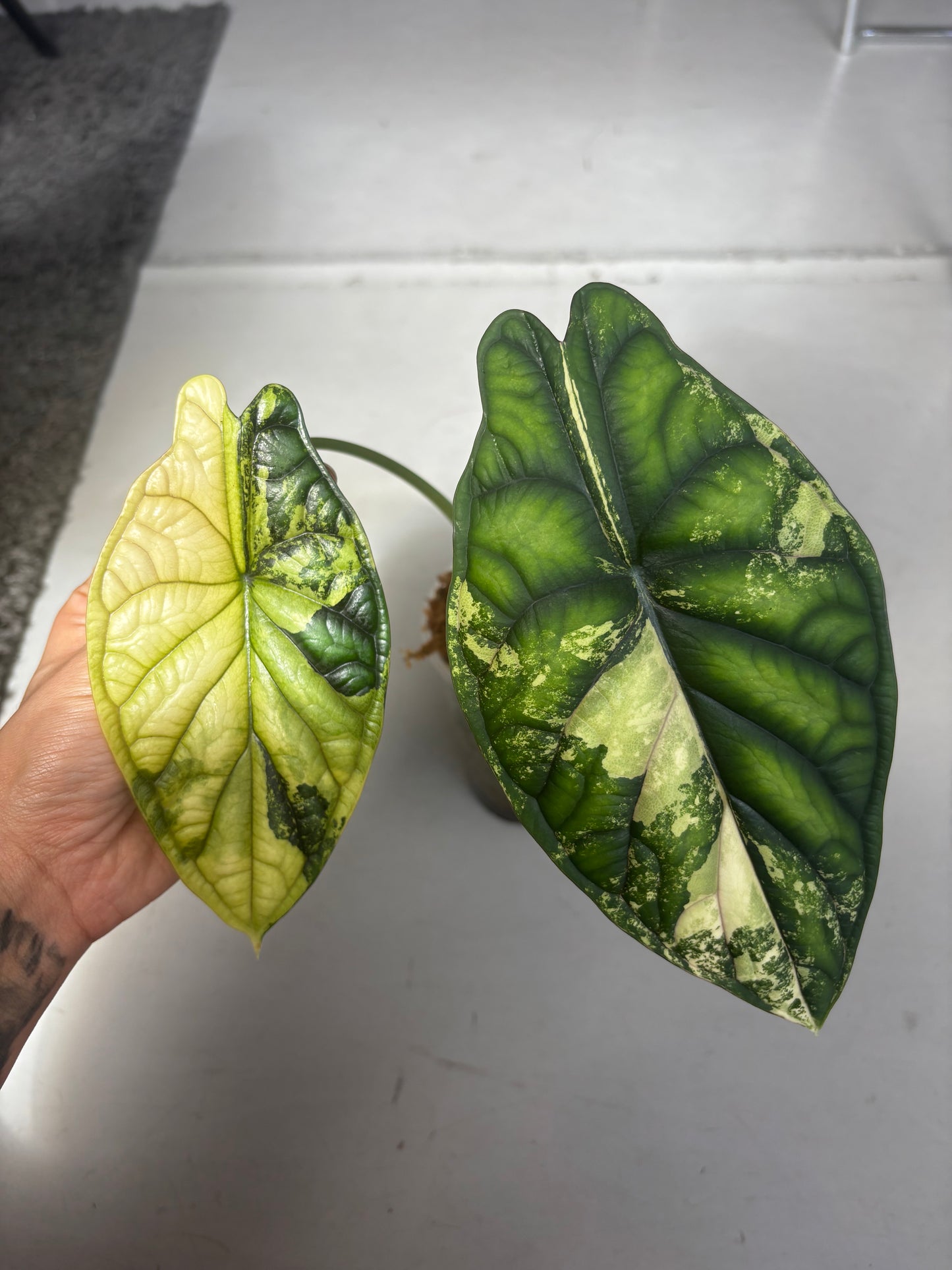 Alocasia Rhizom Dragon Scale Aurea