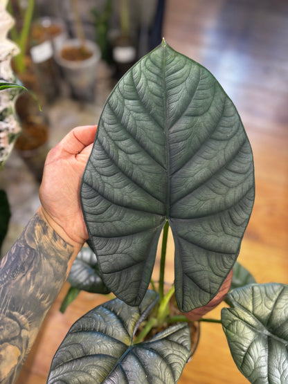 Alocasia Rhizom Silver Streak
