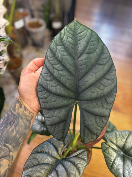 Alocasia Rhizom Silver Streak
