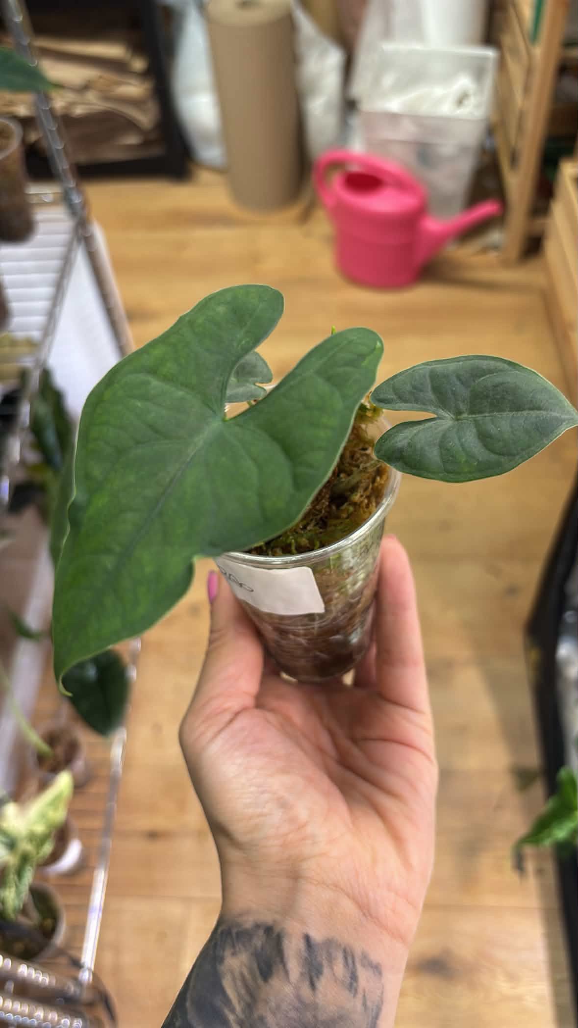 Alocasia sp Berau