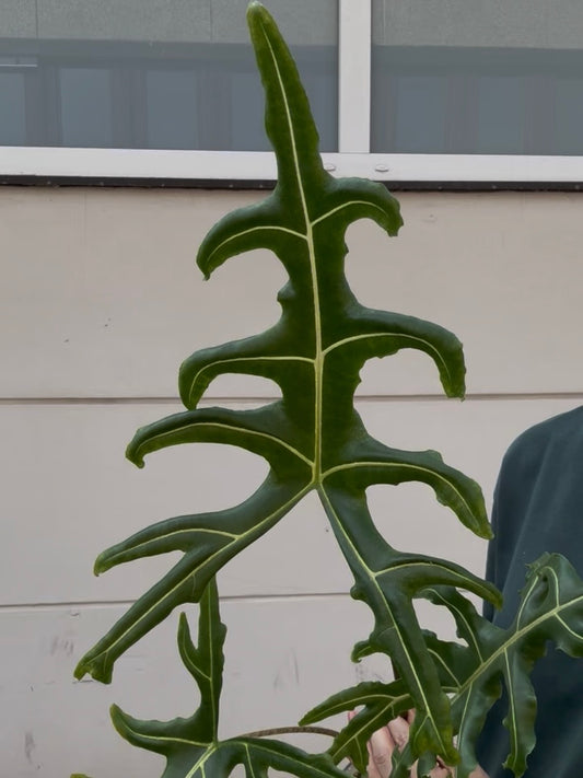 Alocasia Rhizom Portei