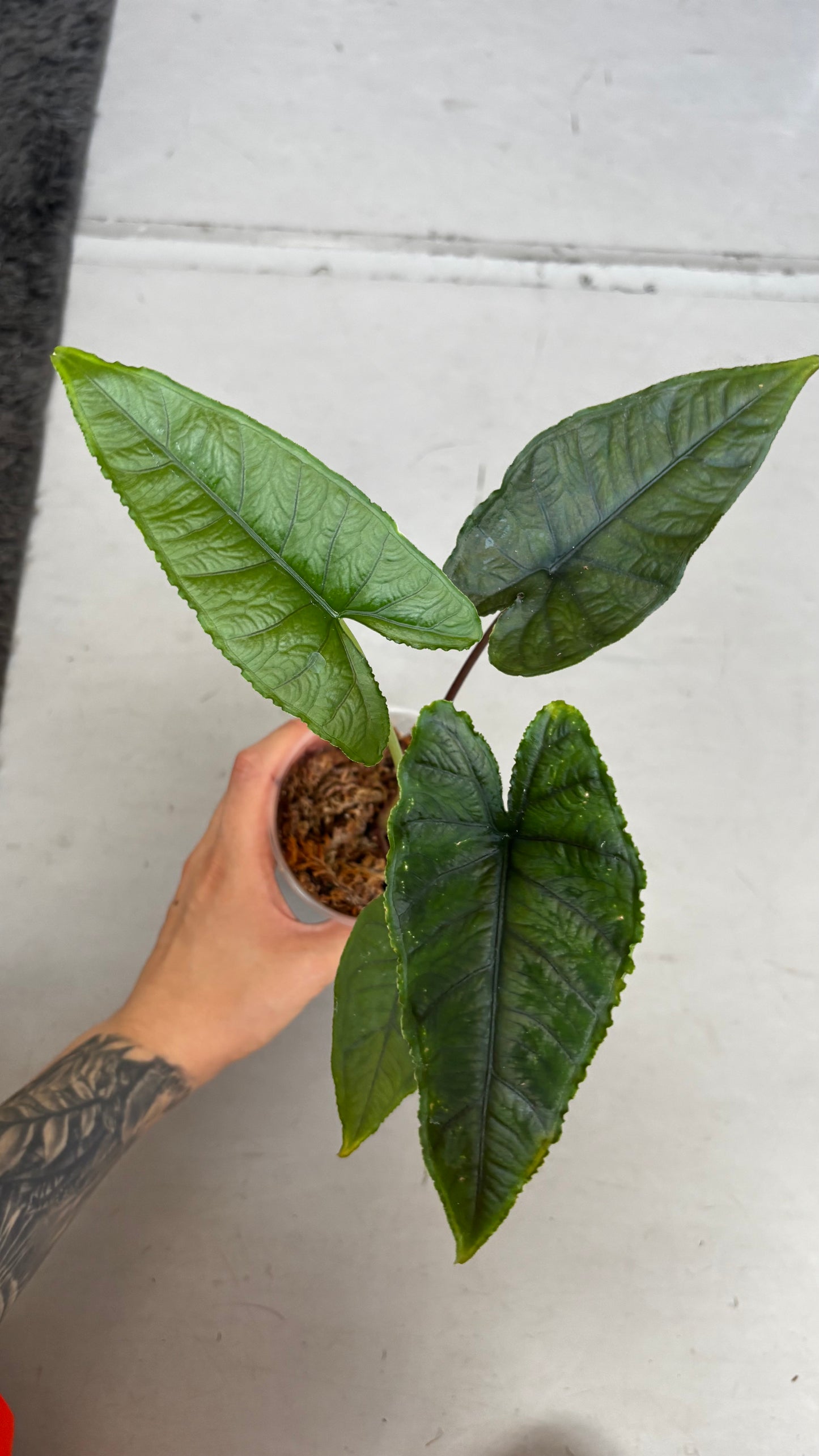 Alocasia Olanii