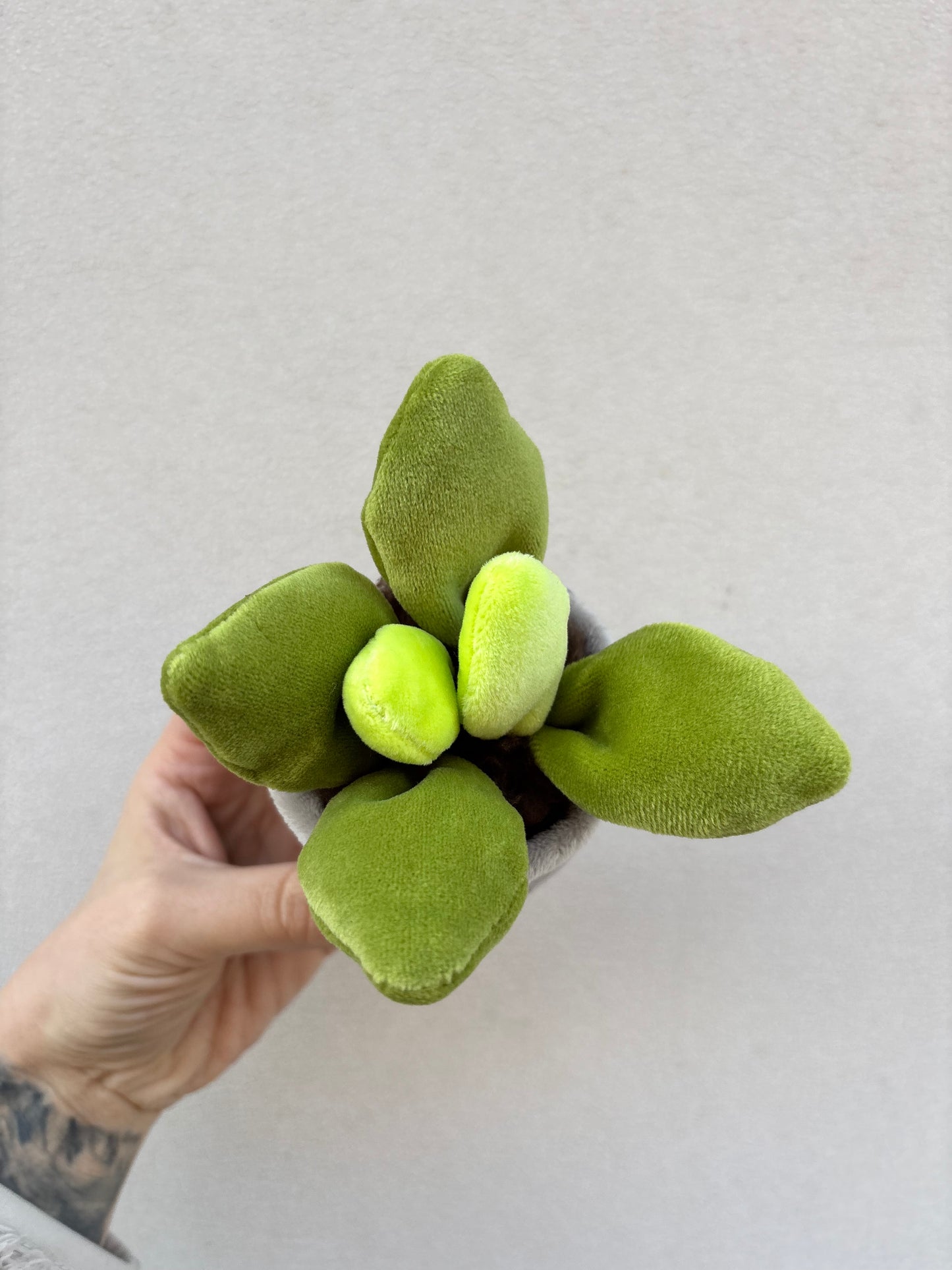 SUKKULENTE | Mini Plüschpflanze
