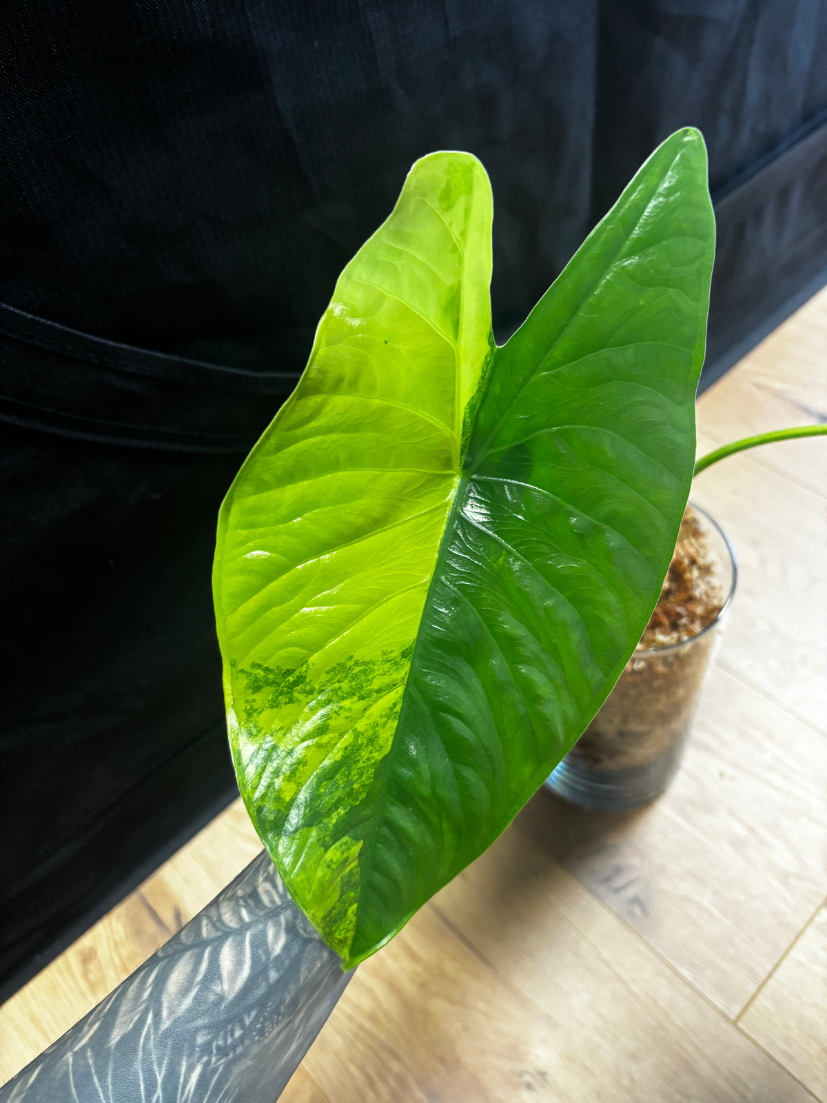 Alocasia Rhizom Fornicata Aurea