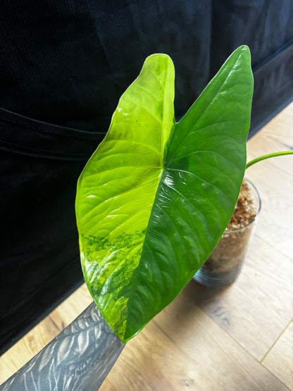 Alocasia Rhizom Fornicata Aurea