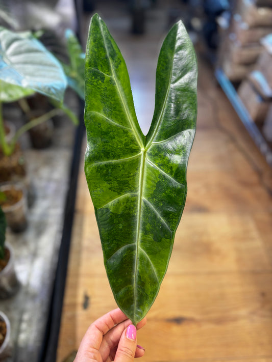 Alocasia Rhizom Longiloba Aurea