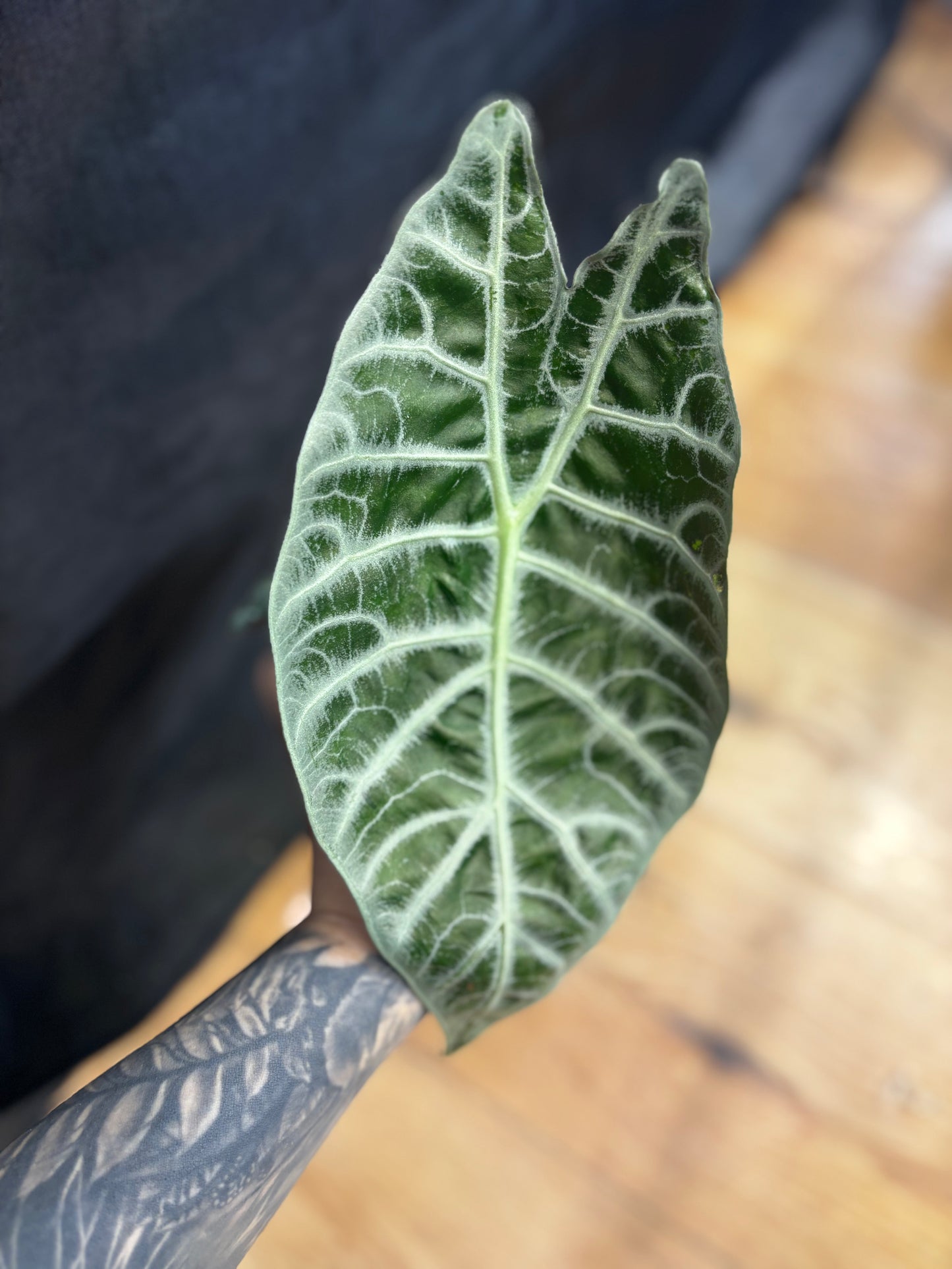 Alocasia Rhizom Watsoniana Lightning