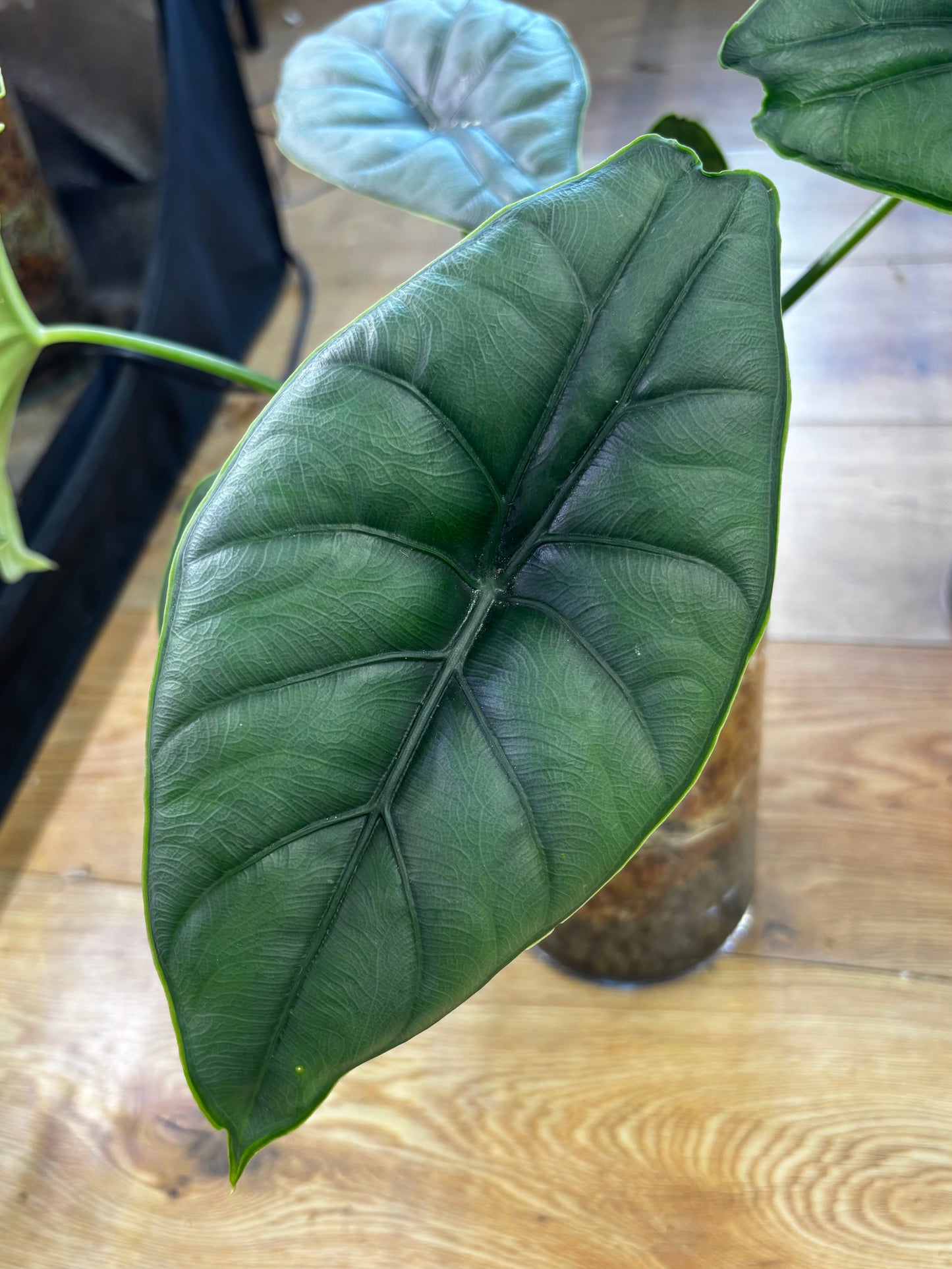 Alocasia Rhizom Puncak Borneensis Silver