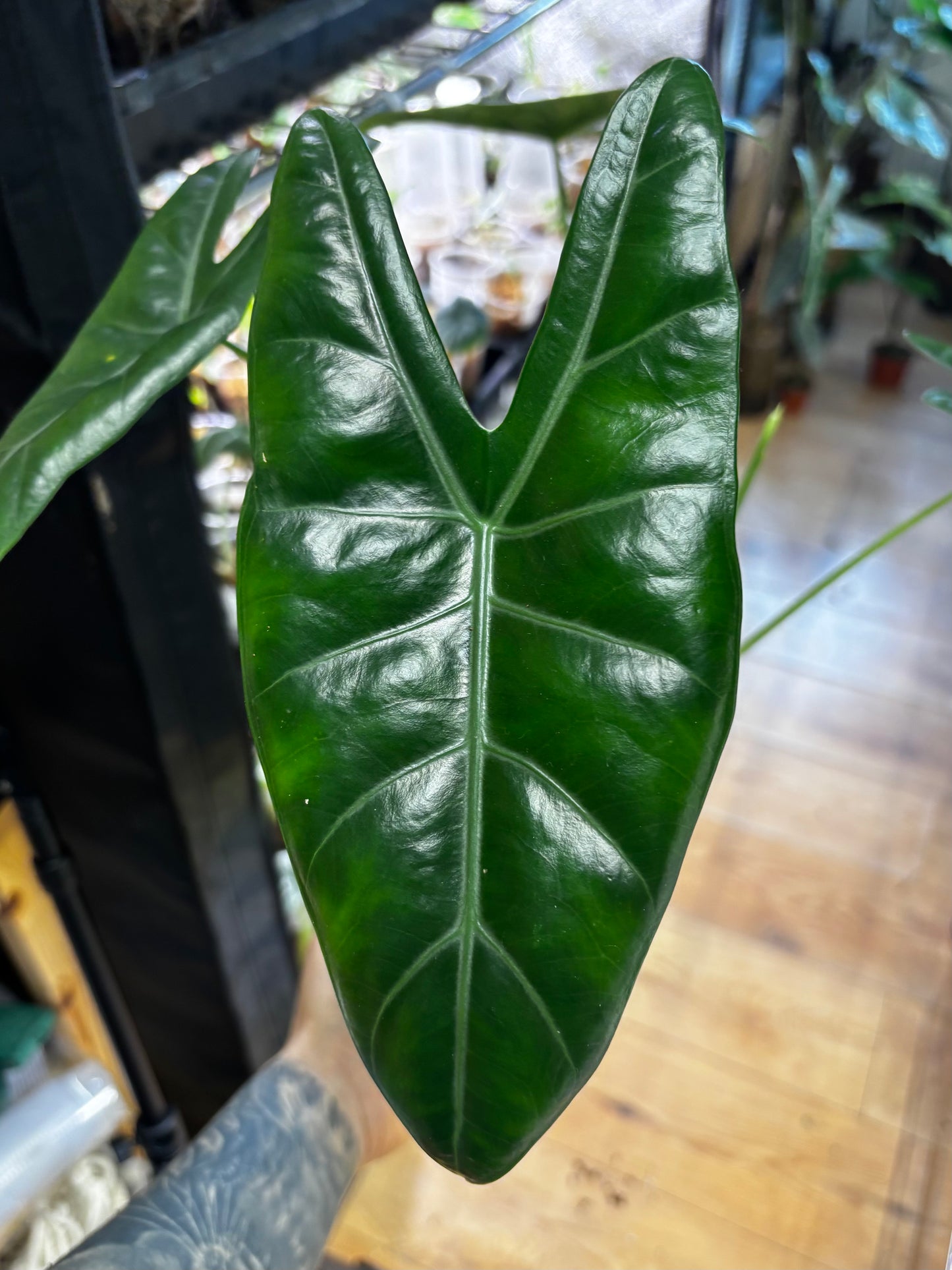 Alocasia Rhizom Siloba