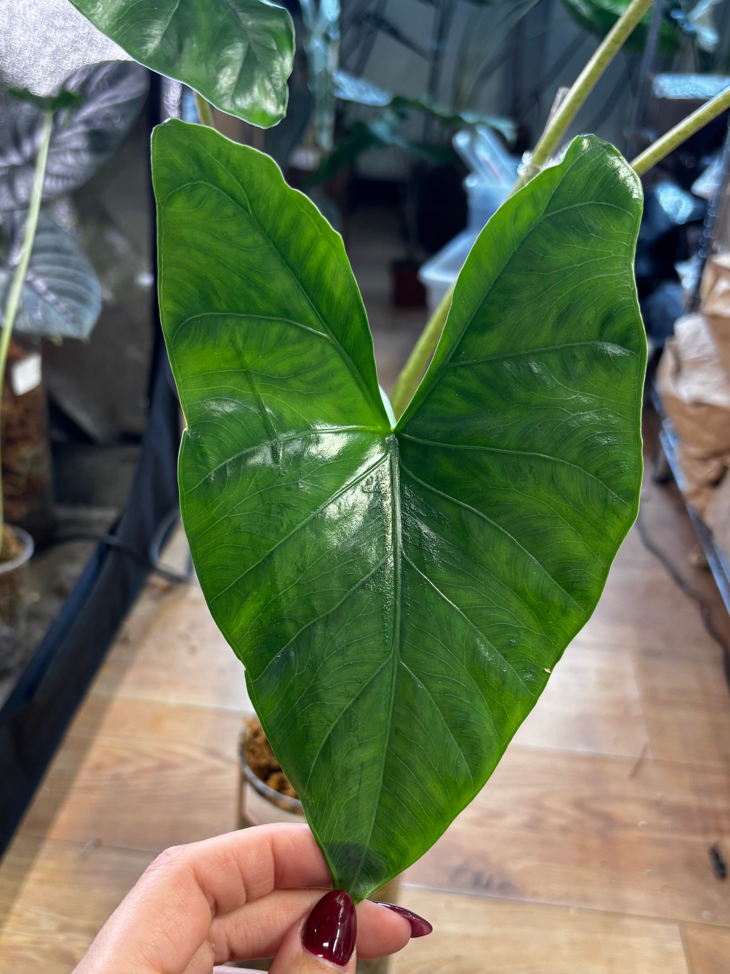 Alocasia Rhizom sp South Sumatra