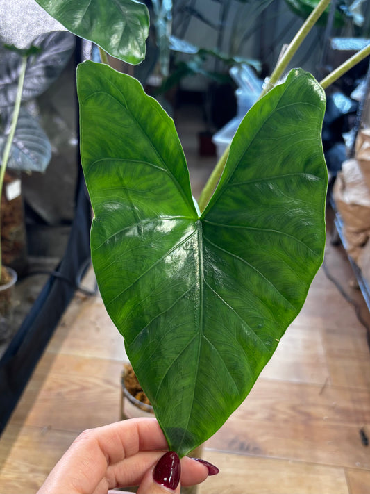 Alocasia Rhizom sp South Sumatra
