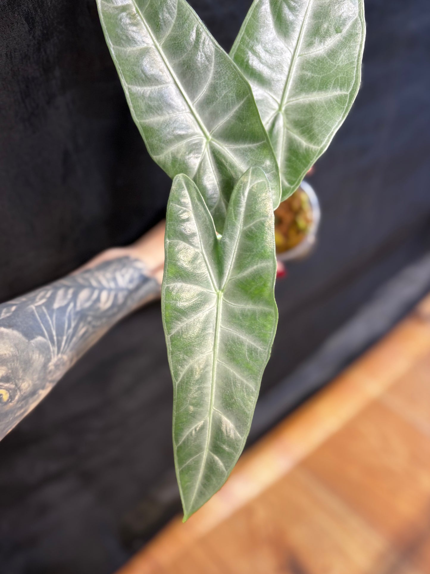 Alocasia Rhizom Silver Siloba