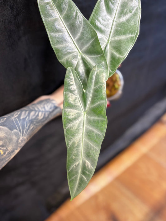 Alocasia Rhizom Silver Siloba