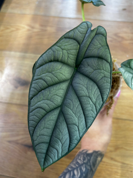 Alocasia Rhizom Red Grey