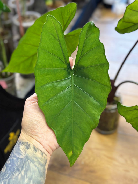 Rhizome d'Alocasia Sumo