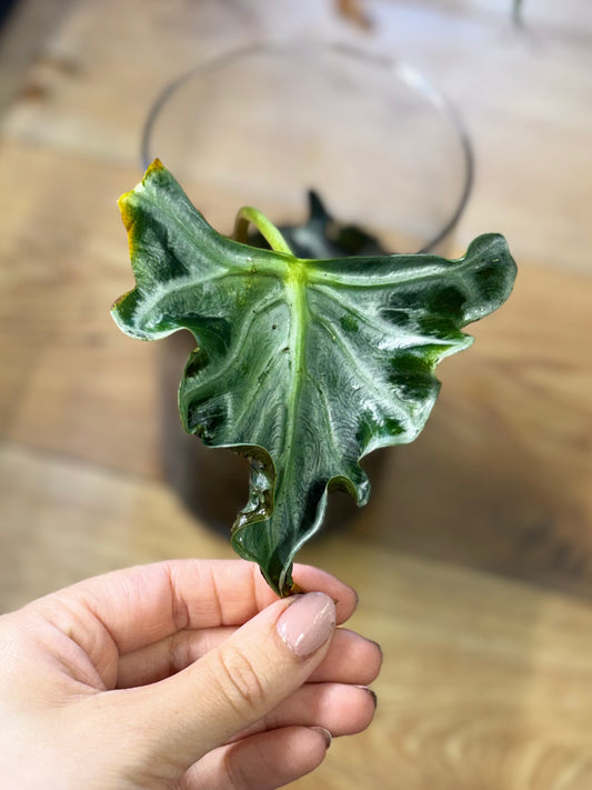 Rhizome Loco d'Alocasia
