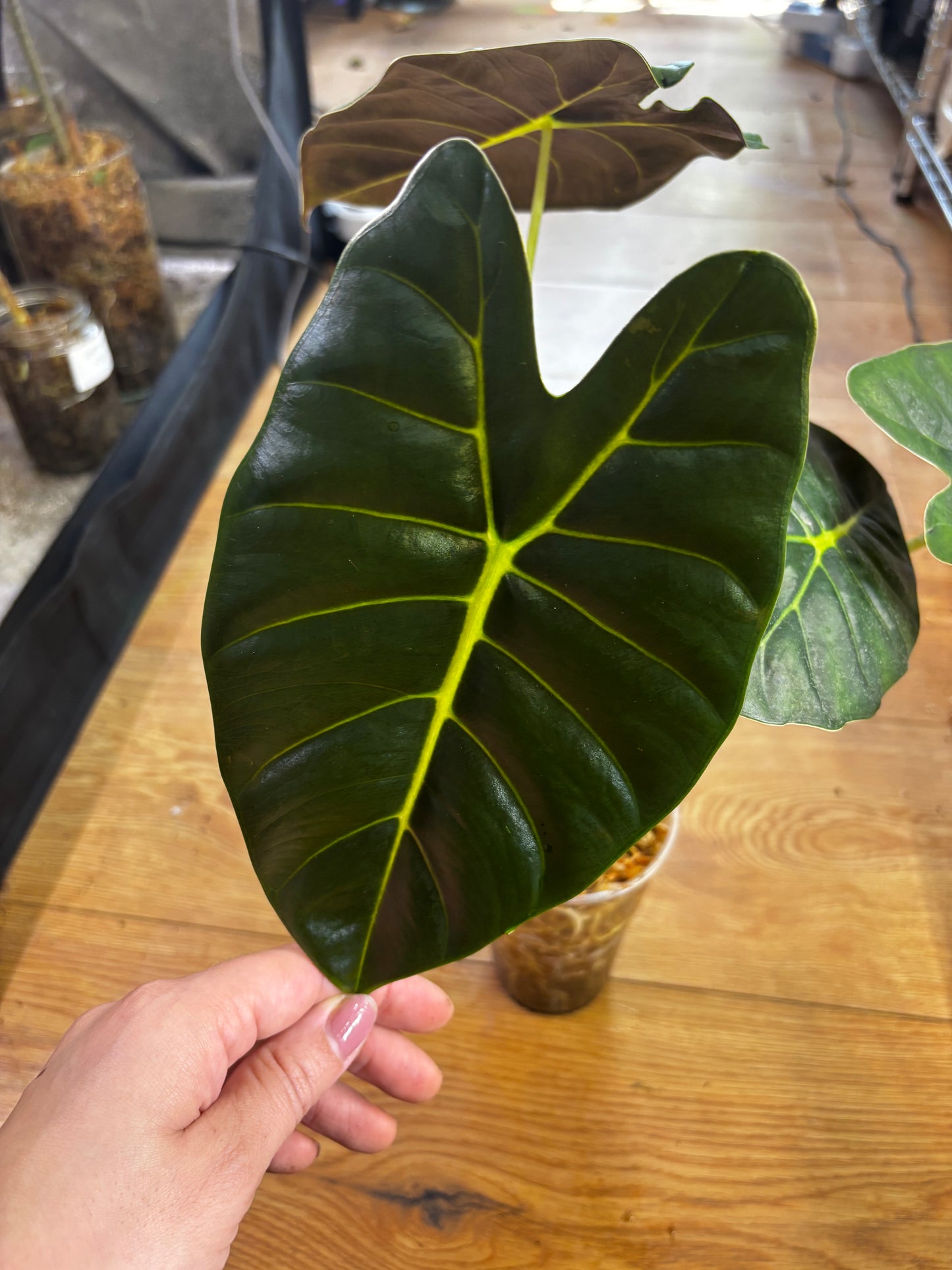 Alocasia Rhizom Golden Bone