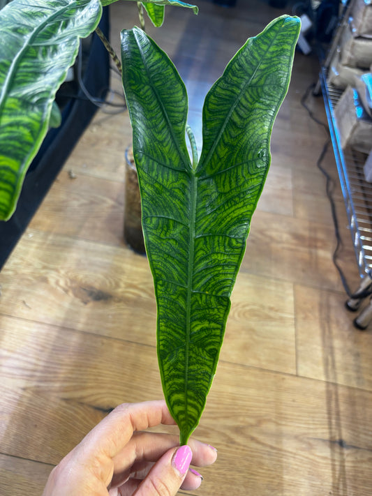 Alocasia Rhizom Zebrina Reticulata