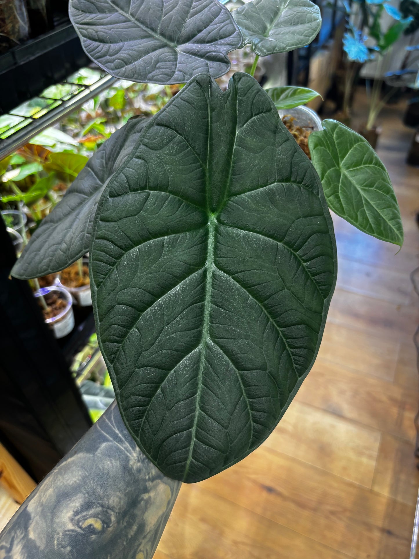 Rhizome d'Alocasia Souffle du Dragon