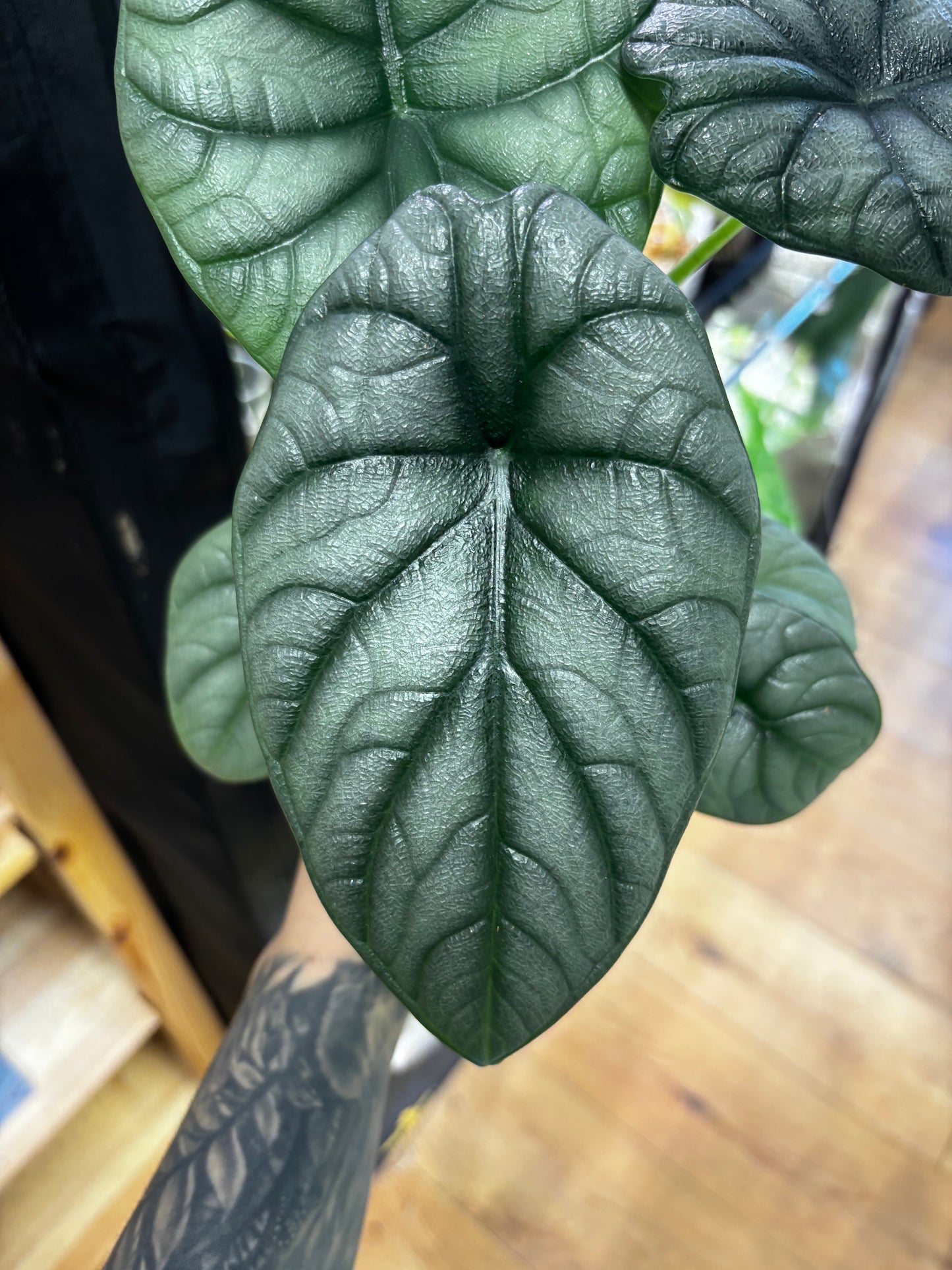 Rhizome d'Alocasia Souffle du Dragon