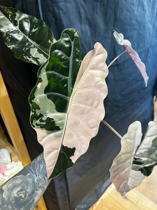 Alocasia Rhizom Chantrieri Pink