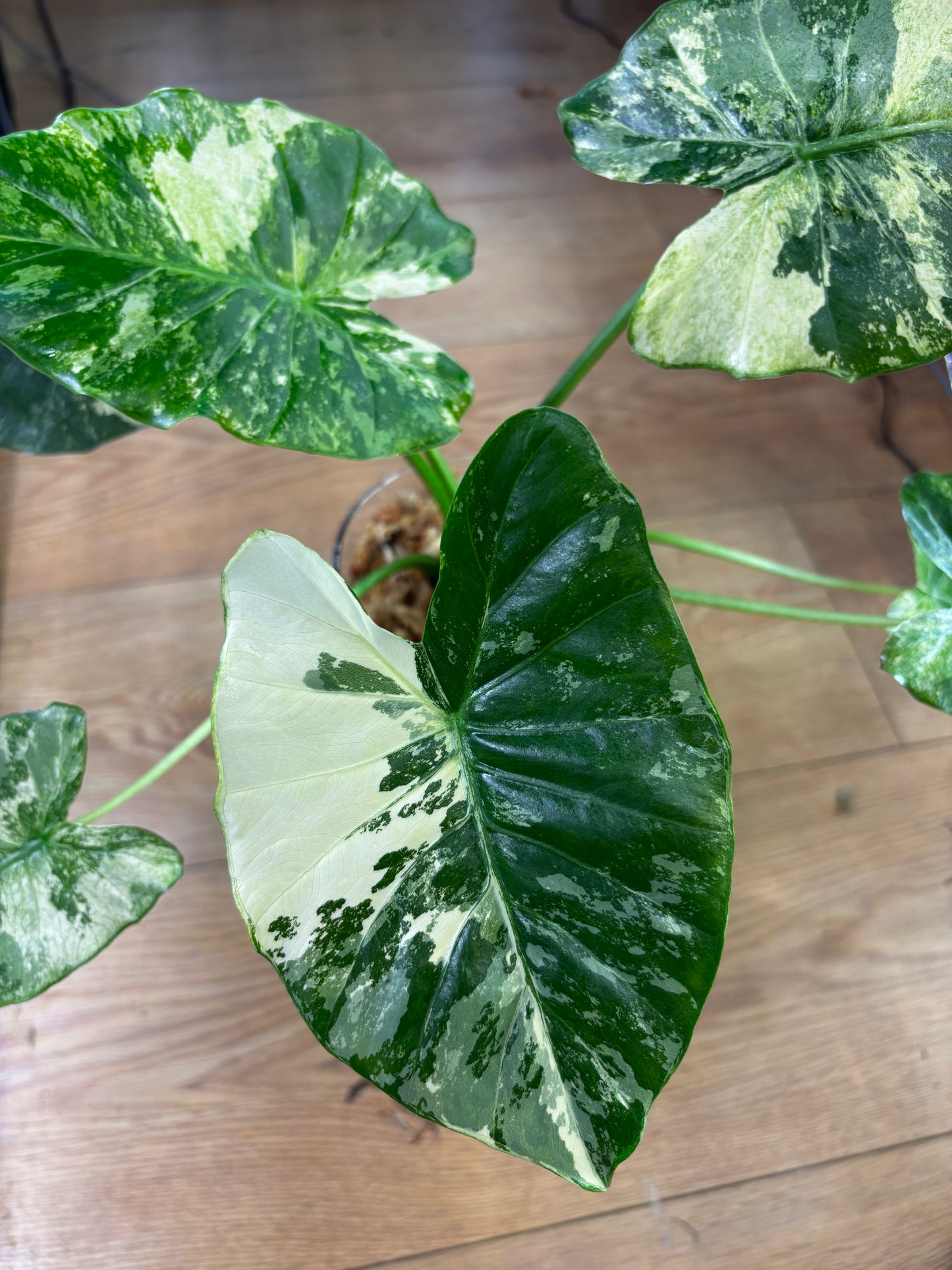 Alocasia Dorayaki Rhizome