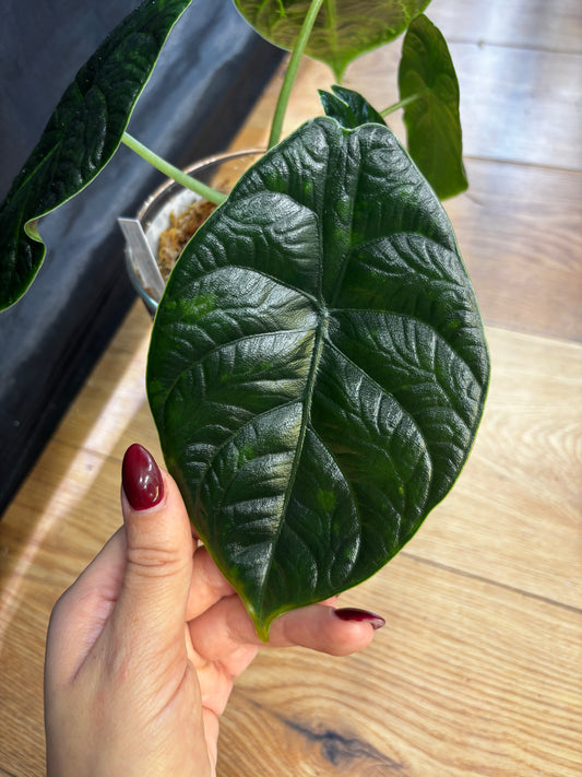 Alocasia Rhizom Java Miracle