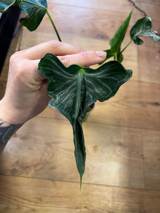 Rhizome d'Alocasia Télétubbies