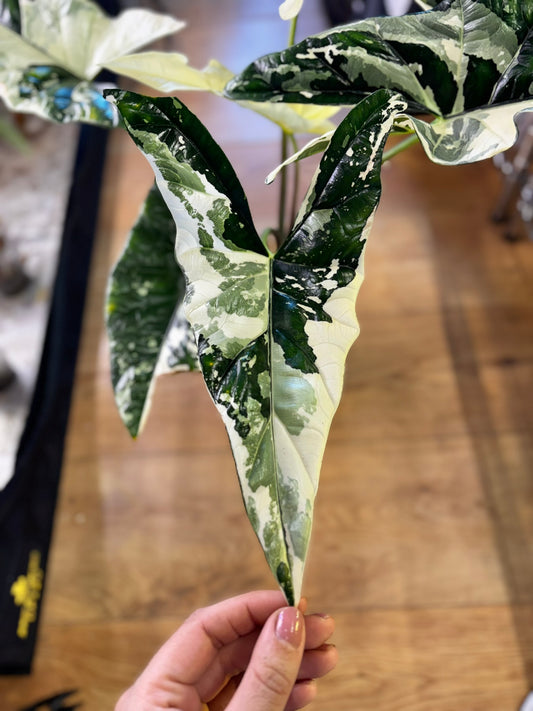 Alocasia Rhizom Simpo Albo