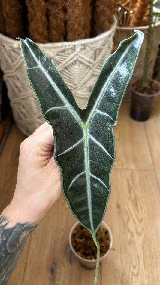 Alocasia Rhizom Longiloba sp Sekadau