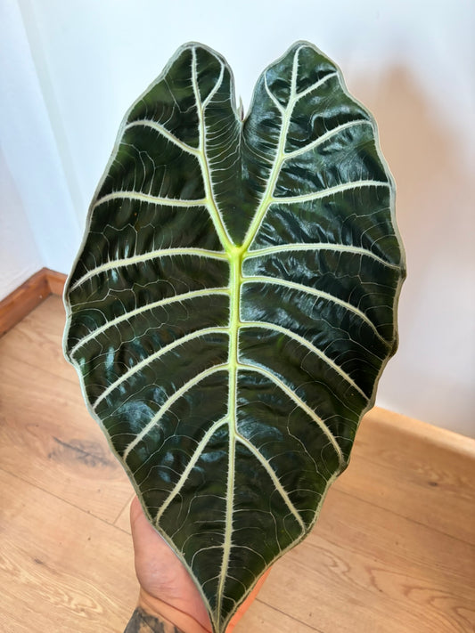 Alocasia Rhizom Watsoniana Shine