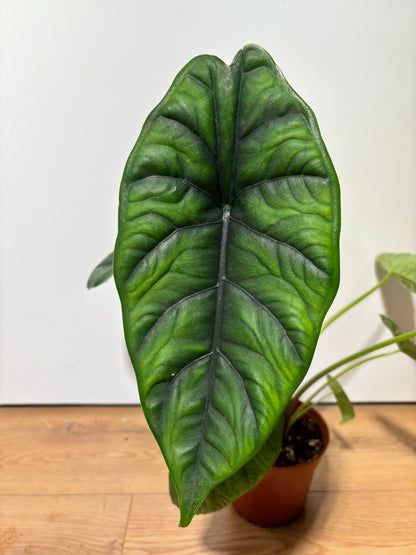Alocasia Rhizome Puncak Borneensis