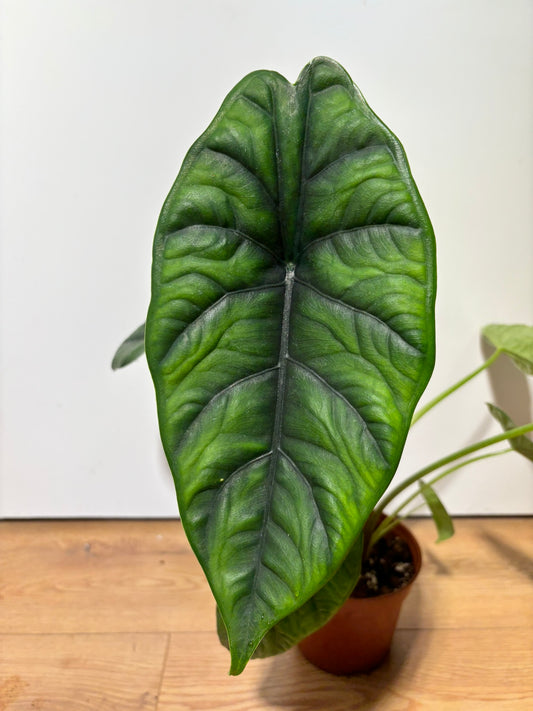 Alocasia Rhizome Puncak Borneensis