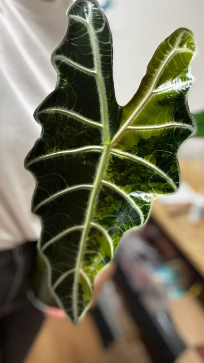 Alocasia Rhizom Amazonica Aurea