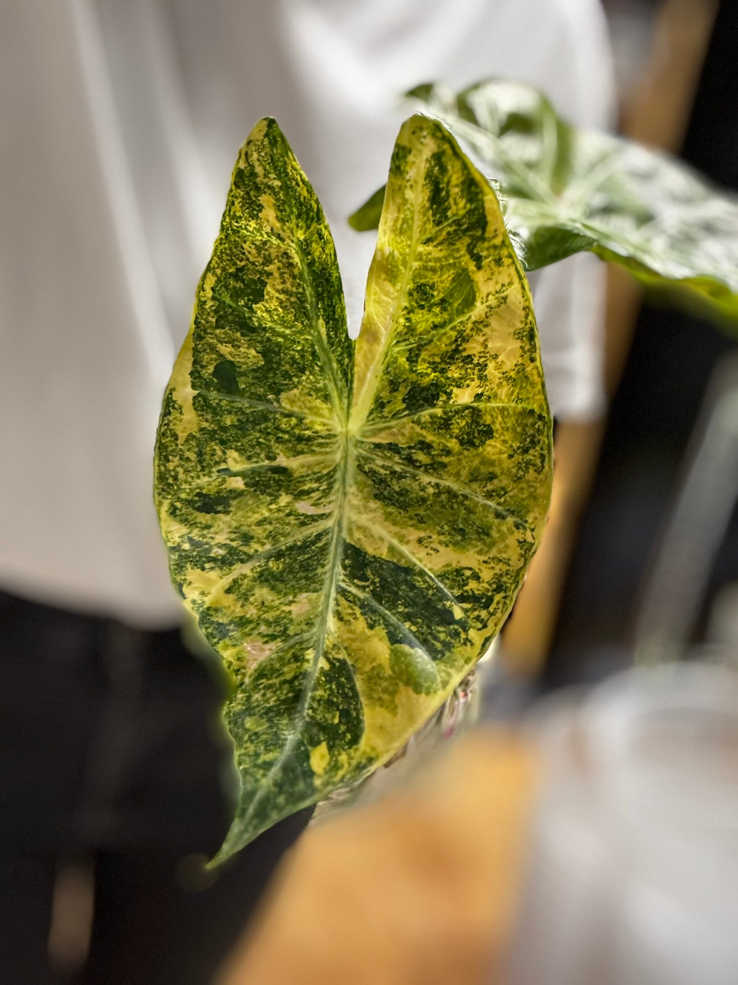 Alocasia Rhizom Pink Dragon Aurea