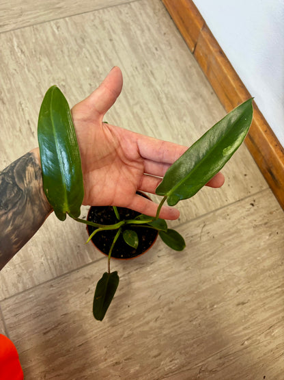 Philodendron Spiritus Sancti #1