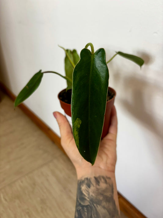 Philodendron Spiritus Sancti #1