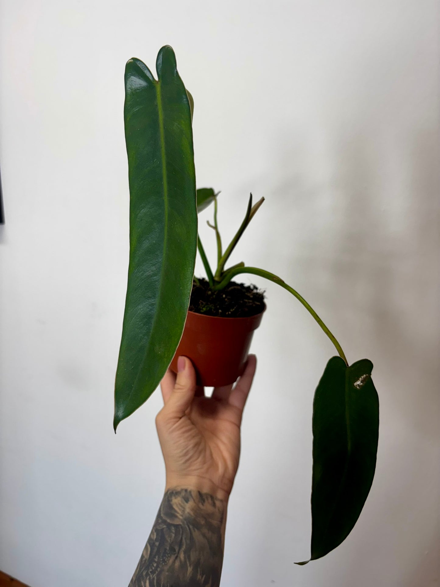 Philodendron Spiritus Sancti #2
