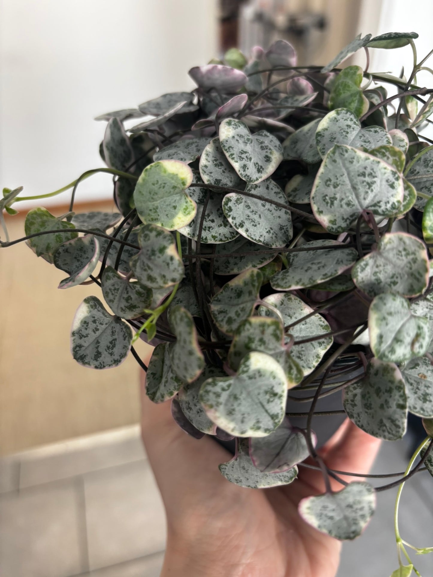 String of hearts variegata