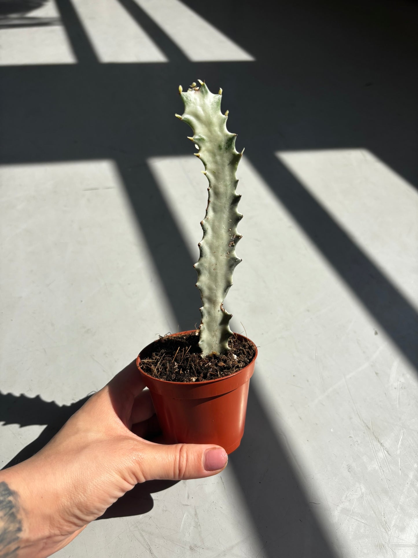 Euphorbia Lactea White Ghost