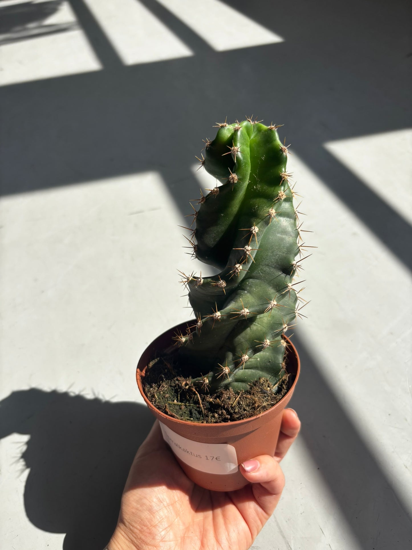 Cereus Forbesii Spiralis | Spiralkaktus