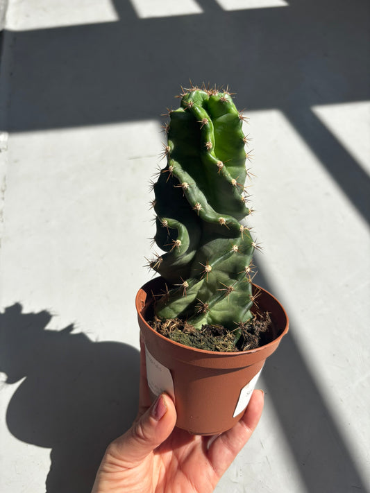 Cereus Forbesii Spiralis | Spiralkaktus