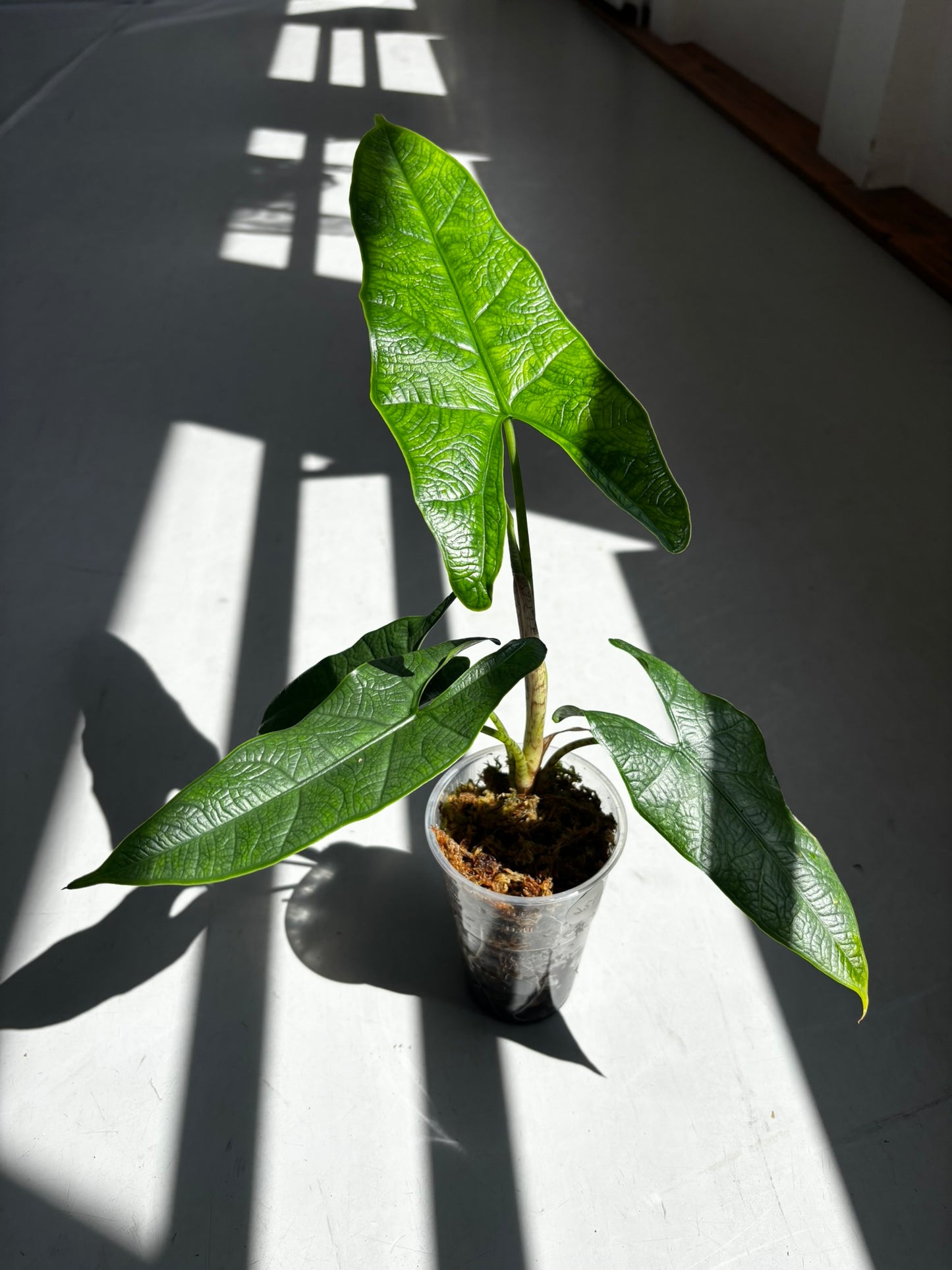 Alocasia Sulawesi Green Carpet Variegata Green on Green (vergrünt)